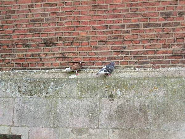 couple pigeon.JPG