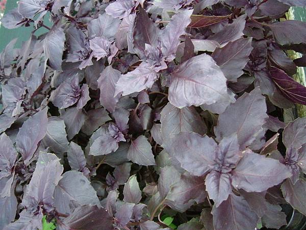 in Garden centre 09_black basil.JPG