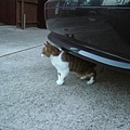 kitty next door05.JPG