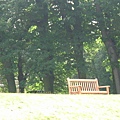 tree and chair.JPG