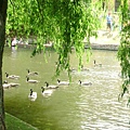 willow and geese 01.JPG