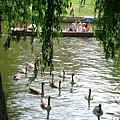willow and geese 02.JPG