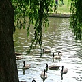 willow and geese 03.JPG