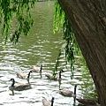 willow and geese 04.JPG