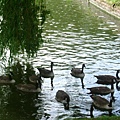 willow and geese 05.JPG