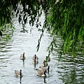 willow and geese 06.JPG