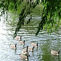 willow and geese 07.JPG