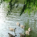 willow and geese 08.JPG
