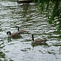 willow and geese 09.JPG