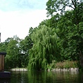 willow tree everywhere.JPG