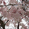 Sakura 01.JPG