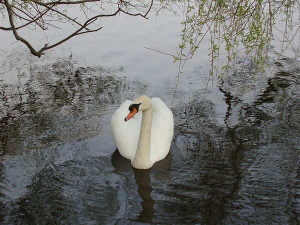 Swan 01.JPG