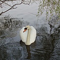 Swan 01.JPG