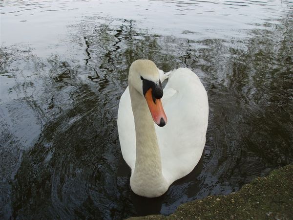 Swan 02.JPG