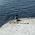 duck near the river.jpg