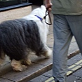 0414 city walk-my doggie 01.jpg