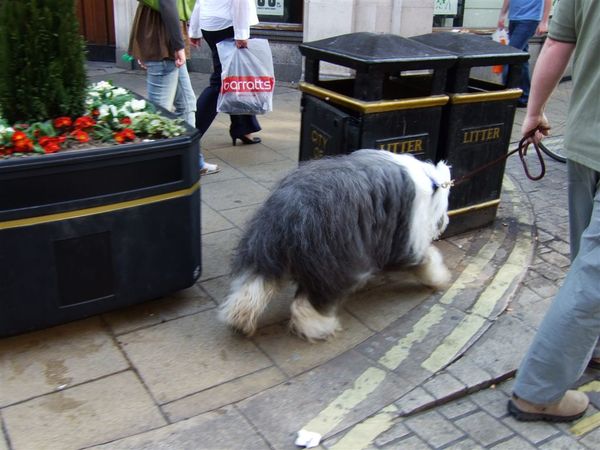 0414 city walk-my doggie 02.jpg