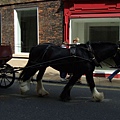 0414 in city centre-horse carriage.jpg