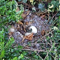 0414 walk around York Uni 01-unhatched duck eggs.jpg