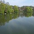 0414 walk around York Uni 02-lake.jpg