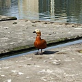 0414 walk around York Uni 24-Ruddy Shelduck.jpg