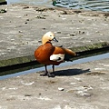 0414 walk around York Uni 25-Ruddy Shelduck.jpg