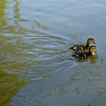 0414 walk around York Uni 33-duckings.jpg