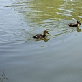 0414 walk around York Uni 35-ducklings.jpg