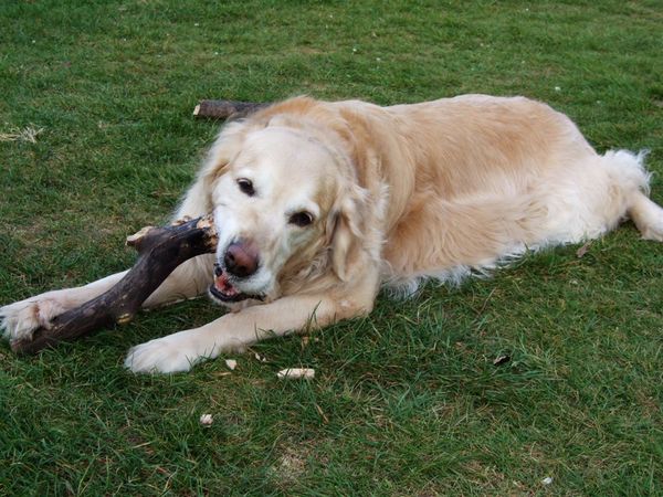 Dinky with her stick.jpg