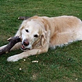 Dinky with her stick.jpg