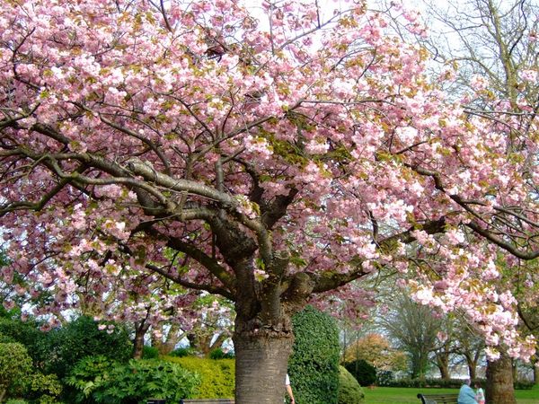 Nottingham flower tree 01.jpg
