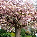 Nottingham flower tree 01.jpg