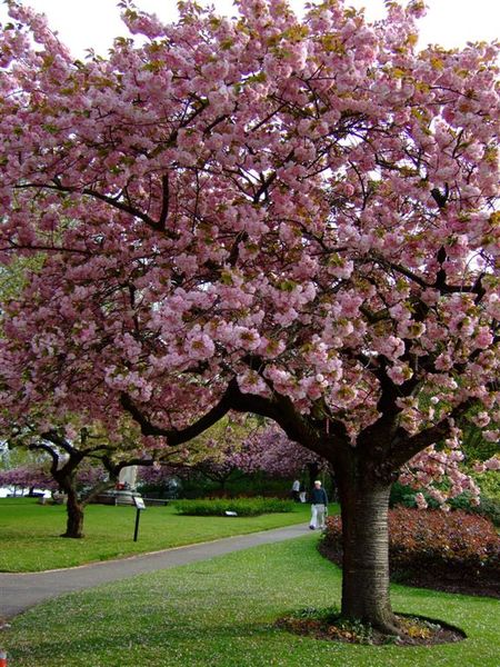 Nottingham flower tree 02.jpg