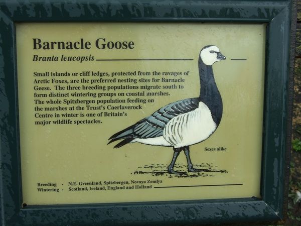 Barnacle Goose.jpg