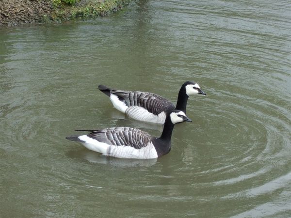 Barnacle Goose 1.jpg