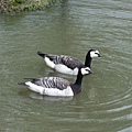 Barnacle Goose 1.jpg