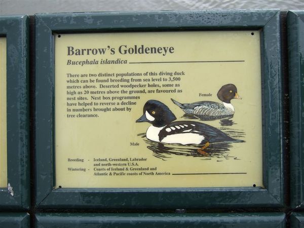 Barrow's Goldeneye.jpg
