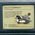 Barrow's Goldeneye.jpg