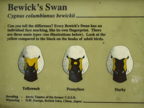 Bewick's Swan.jpg