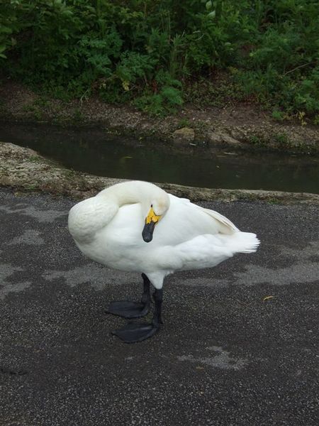 Bewick's Swan  3.jpg