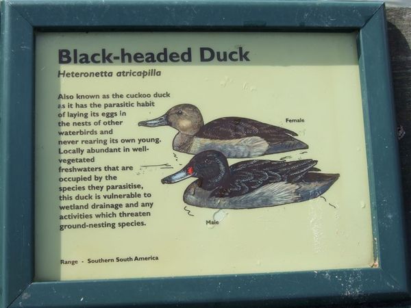 Black-headed Duck.jpg