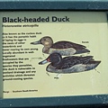 Black-headed Duck.jpg