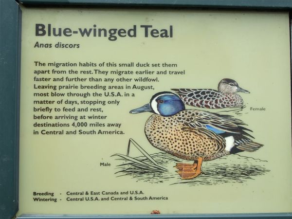 Blue-winged Teal.jpg