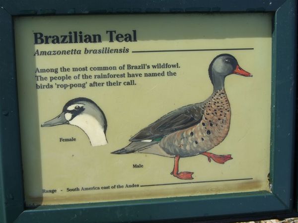 Brazilian Teal.jpg