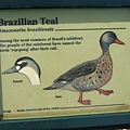 Brazilian Teal.jpg