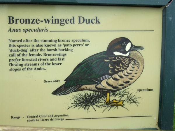 Bronze-winged Duck.jpg