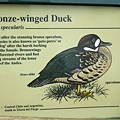 Bronze-winged Duck.jpg