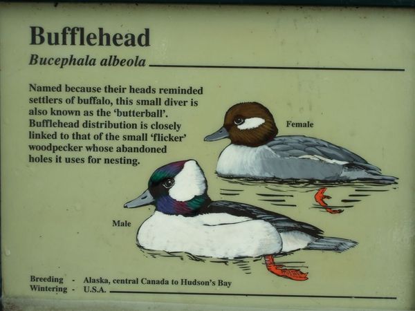 Bufflehead.jpg