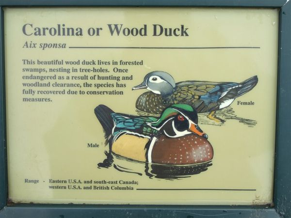 Carolina or Wood Duck.jpg