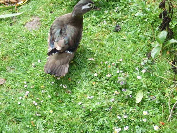 Carolina or Wood Duck-female.jpg